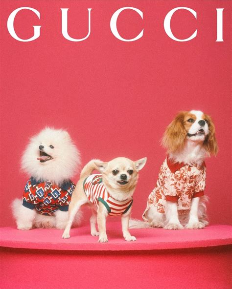 limited edition gucci pet